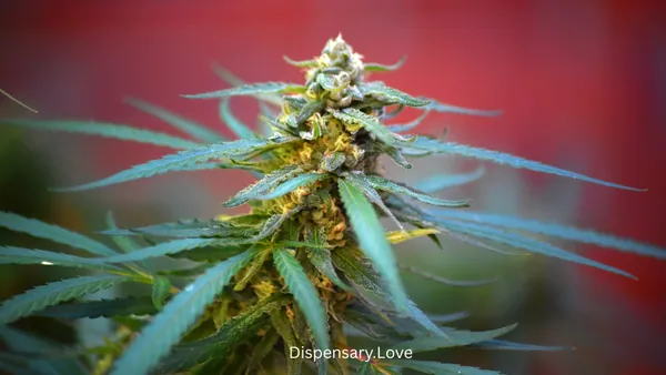 Modern Retail Dispensary Floor
