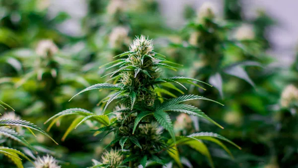 Lab-Tested Concentrates & Solventless Rosin