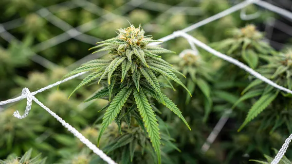 Top-Shelf Organic Flower & Trichomes